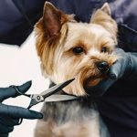 Mascotia, peluquería canina de bajo estrés