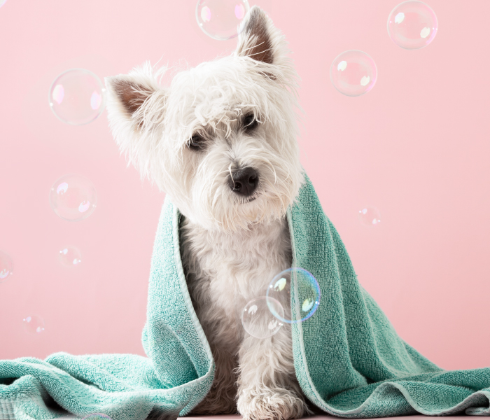 Ozonoterapia, terapia natural para tu mascota