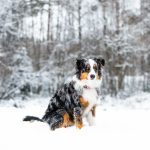 Consejos de alimentación para tu mascota en invierno