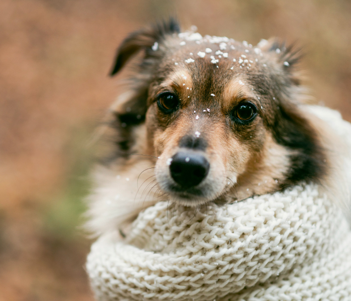 Cómo afecta el frío a perros y gatos (y cómo protegerlos correctamente)