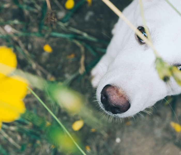 Alergias primaverales en perros y gatos: señales y soluciones
