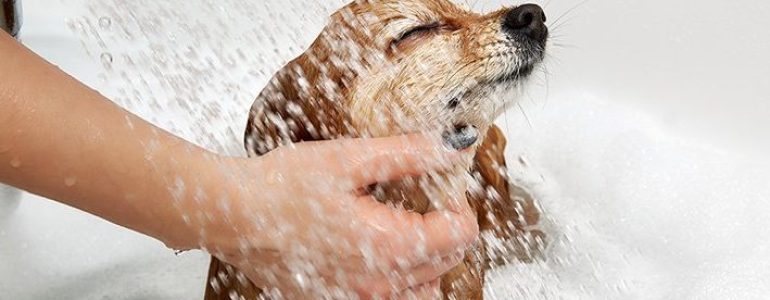 A happy red-haired dog in a white bath is washing under the shower. The girl's hands shower the German Pomeranian with water